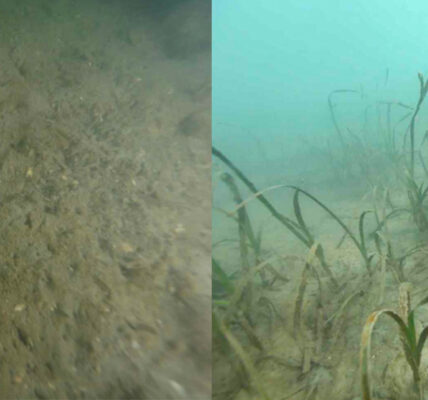LG화학이 여수 앞바다에 심은 잘피 군락지에 해마가 돌아왔다. 황폐해졌던 바다가 다시 살아나면서, 찾아오는 동물도 점점 늘어나는 추세다.