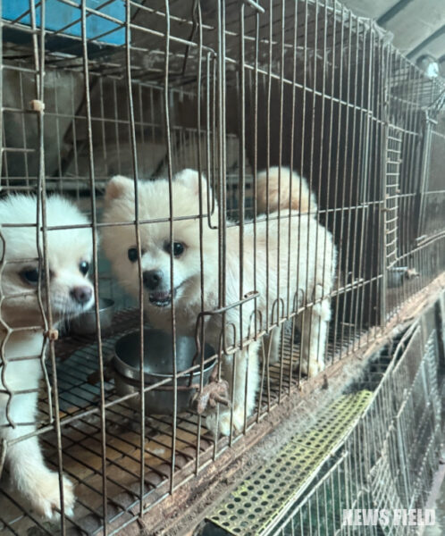 곰돌이컷 형태로 미용된 실습견들. © 동물자유연대