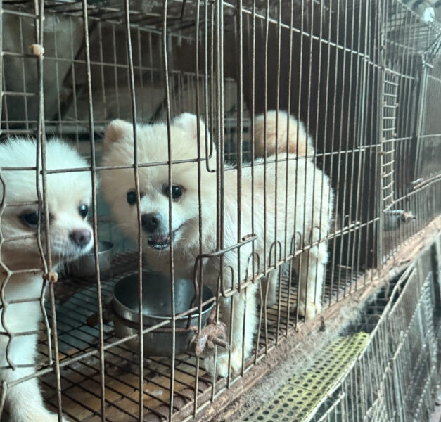 곰돌이컷 형태로 미용된 실습견들. © 동물자유연대