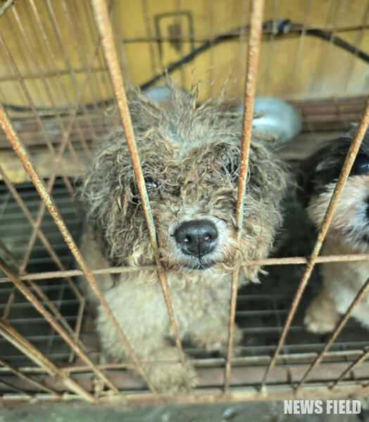 동물자유연대가 한 애견미용학원에서 미용 실습과 번식에 이용된 개 53마리를 구조했다. 이들은 오물로 뒤덮인 열악한 환경에서 생활했으며, 건강에 심각한 문제가 있었다.