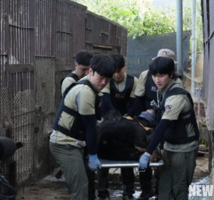 시민단체들이 경기 연천 농가의 사육곰 10마리를 구례 보호시설로 이송하며 곰 사육 종식을 향한 첫 구출 사례를 기록했다.