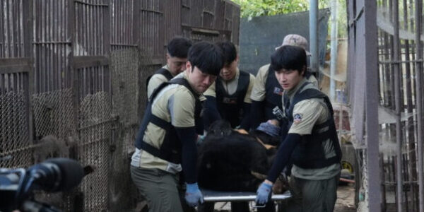 시민단체들이 경기 연천 농가의 사육곰 10마리를 구례 보호시설로 이송하며 곰 사육 종식을 향한 첫 구출 사례를 기록했다.