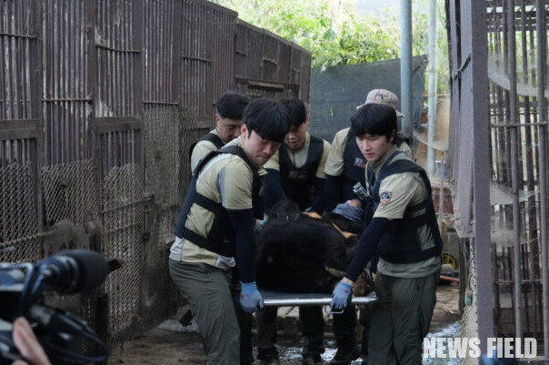 시민단체들이 경기 연천 농가의 사육곰 10마리를 구례 보호시설로 이송하며 곰 사육 종식을 향한 첫 구출 사례를 기록했다.