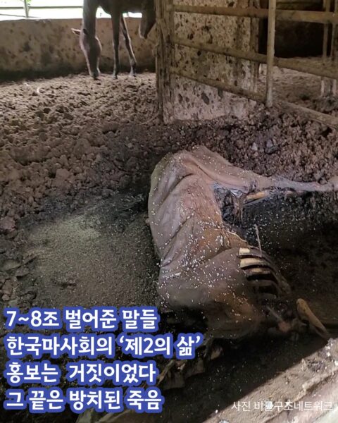 사진=비글구조네트워크, (사) 생명환경권행동 제주비건 제공