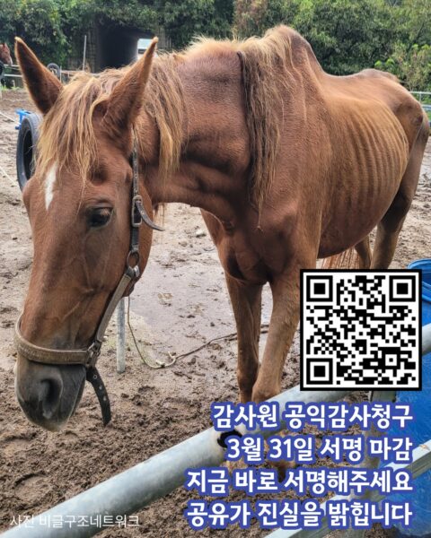 사진=비글구조네트워크, (사) 생명환경권행동 제주비건 제공